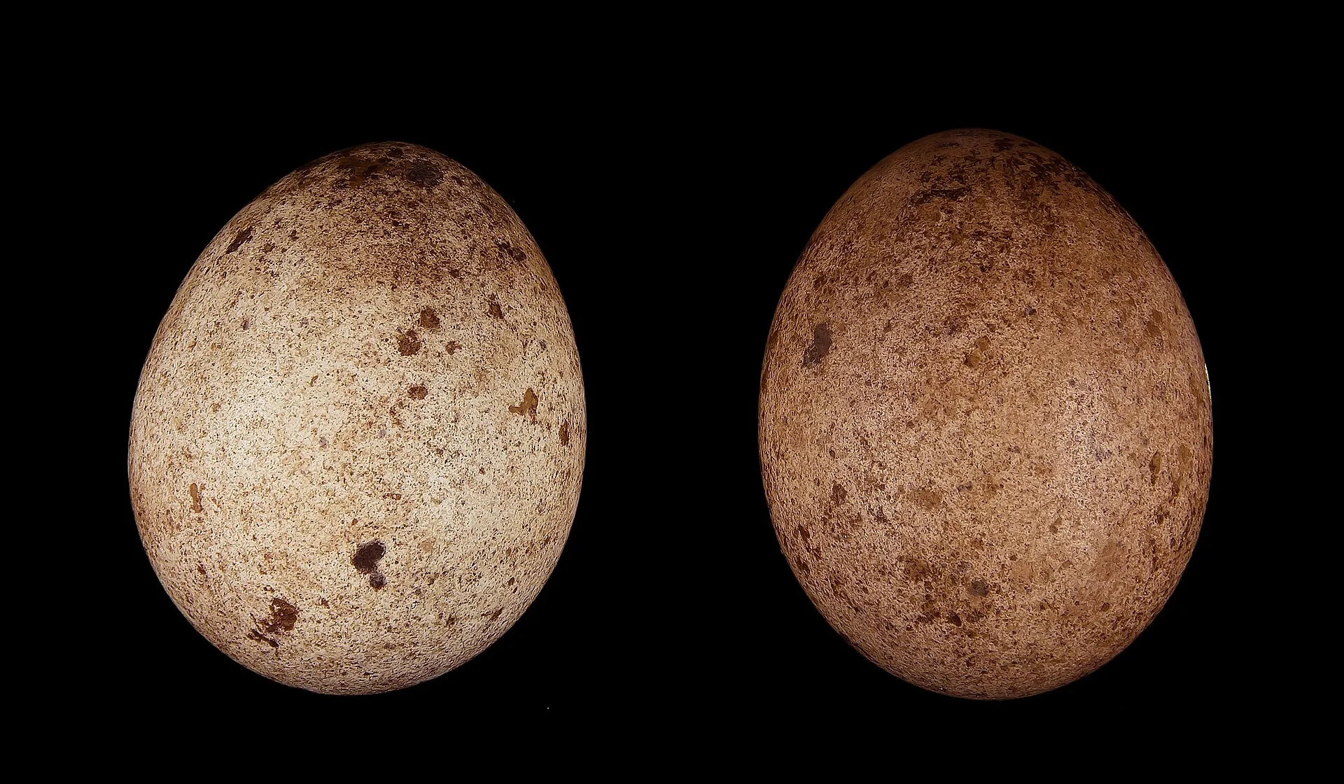 Two peregrine falcon eggs on black: one pale cream, one a deeper russet, both finely speckled with reddish brown.