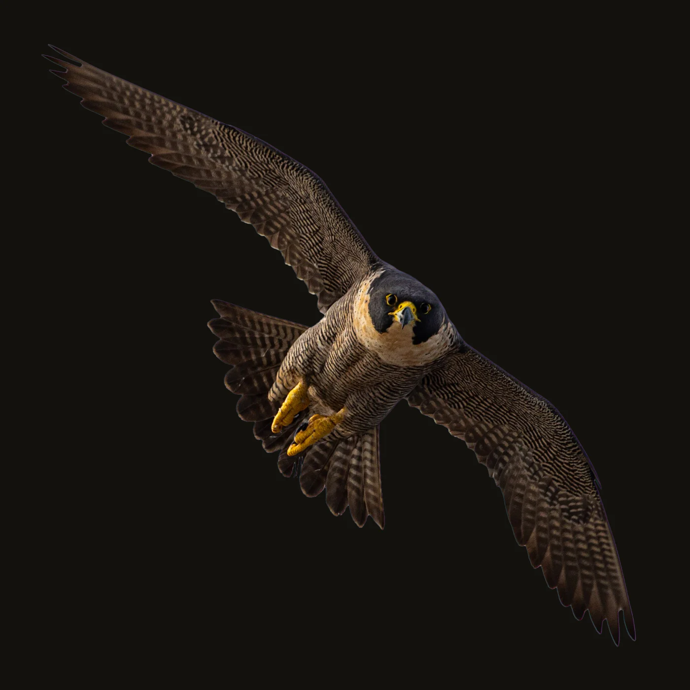 A peregrine falcon banking towards the camera against a pale sky, wings fully spread, yellow talons drawn up, looking straight down the lens.