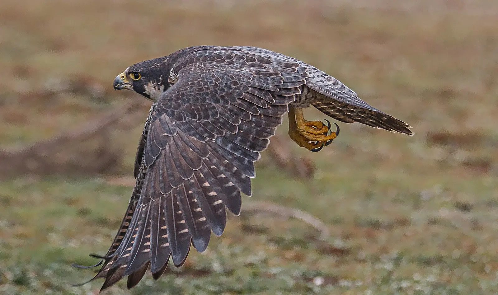 A peregrine falcon in low, fast flight, wings swept down, talons drawn up beneath it.